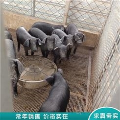 黑猪土母猪 黑猪养殖场 瘦肉型黑猪 常年报价