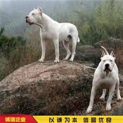 杜高犬活体 圈养杜高犬 养殖杜高犬 出售价格