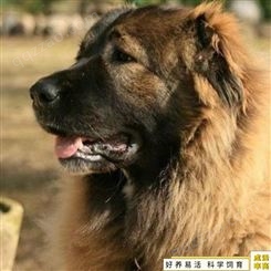 养殖销售 大型高加索犬 熊版高加索犬 高加索成年活体犬