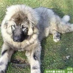 山东供应 种高加索犬 训练高加索犬 宠物高加索犬