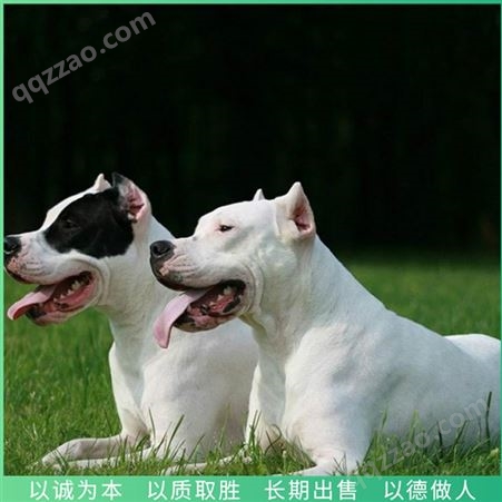 杜高犬 大型杜高犬 成年杜高犬 长期销售