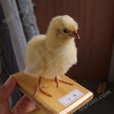 出售教学用动物标本_远航_小鸡动物标本_定制批发
