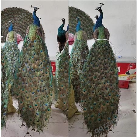 居家装饰品孔雀标本出售 五年孔雀制作孔雀标本 孔雀标本制作厂家