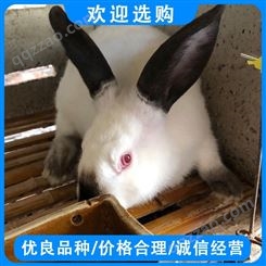 养殖活体兔子 伊拉兔肉兔 伊拉兔常年销售 顺方养殖场提供养殖技术