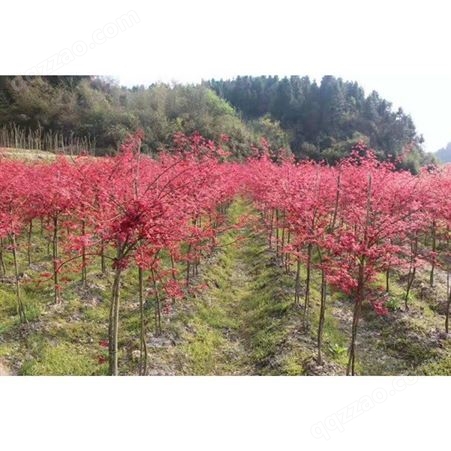雄风园林 美国红枫小苗价格 苗圃批发直销彩色观叶植物  供应5公分-12公分美国红枫