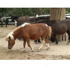 骑乘矮马养殖销售 德宝矮马 新疆伊犁马 进口矮马
