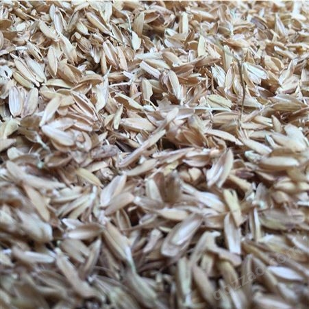 批量供应 圆粒稻壳 栽培基质稻壳  大棚种植改善土壤