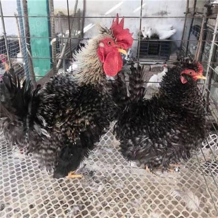 家庭农场观赏元宝鸡批发 出售波兰鸡价格面议鸡苗销售