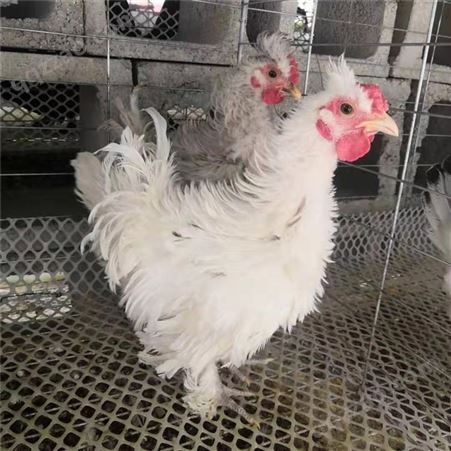 家庭农场观赏元宝鸡批发 出售波兰鸡价格面议鸡苗销售