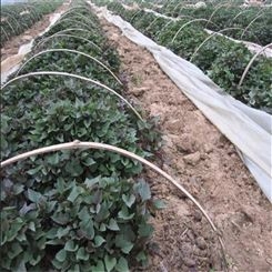 种植节气到临 紫薯苗 紫甘薯苗预定开始 乐农厂家批发