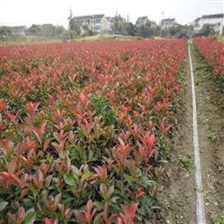 红叶石楠杯苗 50公分红叶石楠价格 湖北红叶石楠种植基地 公鼎
