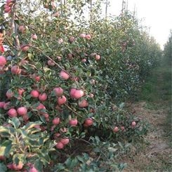 为您服务 m9t337苹果 瑞硕农业 实力强大 苹果小苗