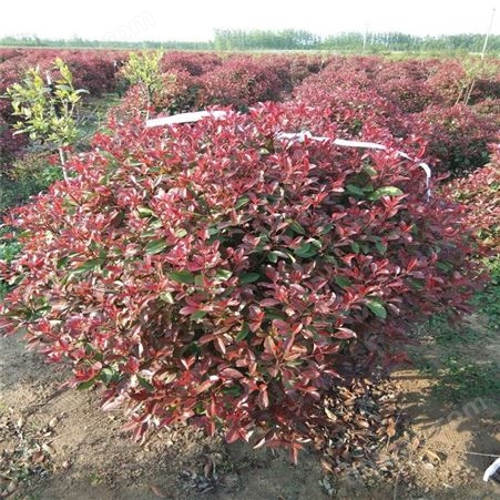 公鼎苗木--2公分红叶石楠价格90厘米红叶石楠