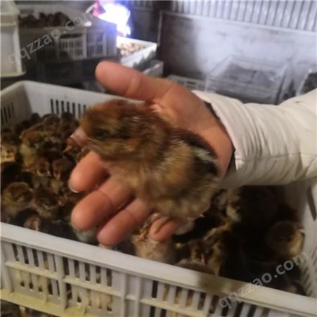 山东鸡苗孵化场 大型鸡苗孵化基地 建锋禽业常年出售各种鸡苗
