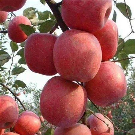 鲁丽苹果苗 批发市场 瑞硕农业 品种齐全