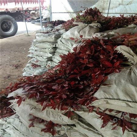 公鼎苗木--8公分红叶石楠供应70厘米红叶石楠