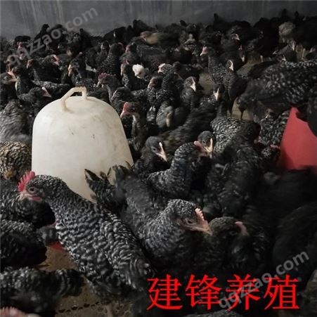 生态农场养殖五黑绿壳蛋鸡 五黑鸡价格 建锋养殖 全国发货