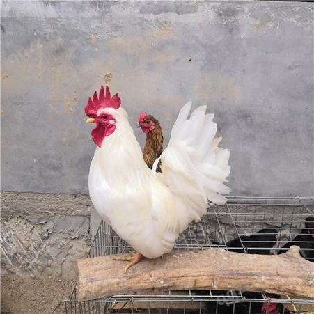 供应波澜观赏鸡价格 孵化养殖波澜帽子观赏鸡供应商