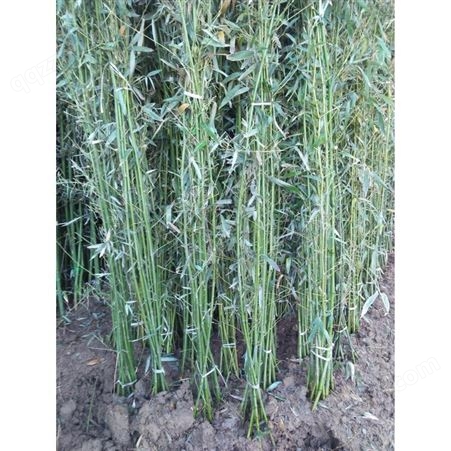 紫竹基地批发供应1-5公分紫竹价格