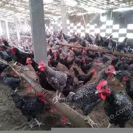 建锋养殖芦花鸡价格 出售脱温芦花鸡苗孵化厂