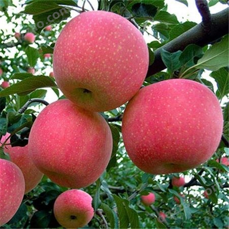 红色之恋苹果苗 生产商家 瑞硕农业 信誉好的商家
