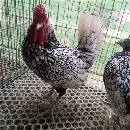 供应波澜观赏鸡价格 孵化养殖波澜帽子观赏鸡供应商