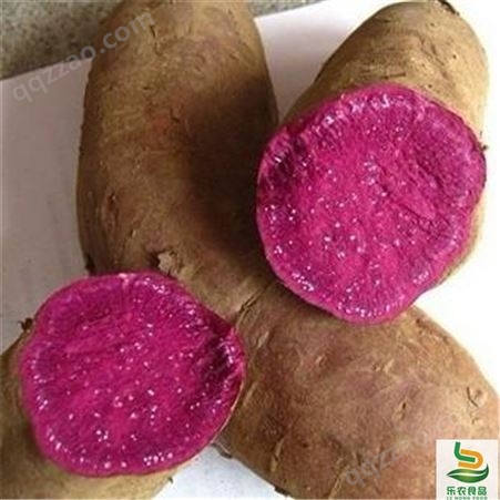 锦州紫薯苗（绫紫品种）供应价格种植方法