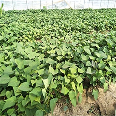 山东乐农紫薯苗番薯种苗大量供应 节前预定 可提供技术指导 协议回收