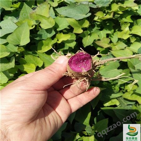锦州紫薯苗（绫紫品种）供应价格种植方法