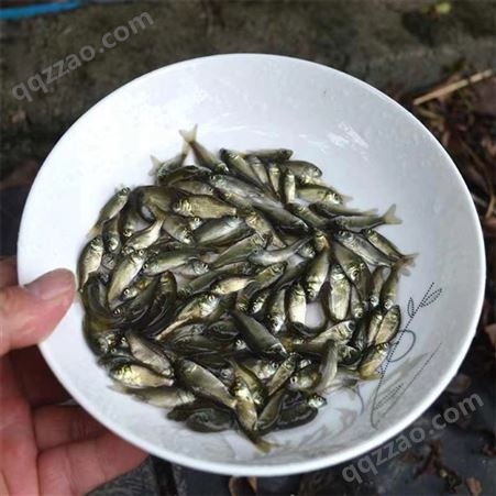蓝飞鱼 白鲫鱼苗 水产养殖基地 杂食性鱼类 食品农业