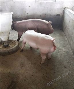 黄冈市二元母猪原种杜洛克种公猪批发