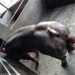 涪陵区二元母猪原种苏太二三元母猪厂家