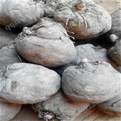 魔芋种子高产经济作物 保本回收 长期合作 国盛种植