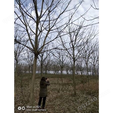 九江伟创园林 供应各种工程植物 苗 基地直销 优质 枫香米经12公分