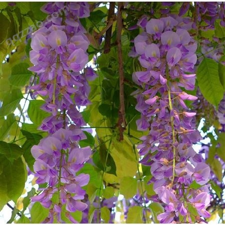 新采 紫藤种子价格  爬藤植物花卉种子 日本紫藤花