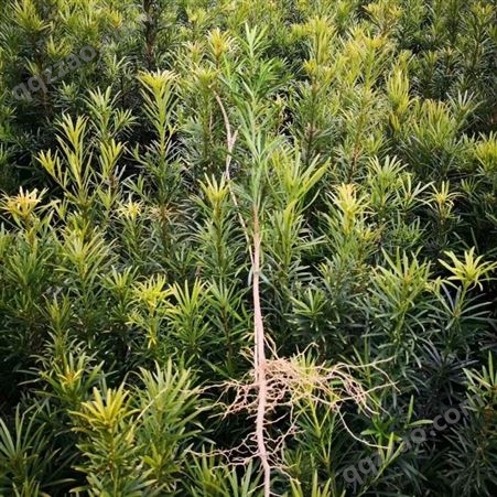 伟创园林 罗汉松种子 罗汉松造型树种子 罗汉松种子批发