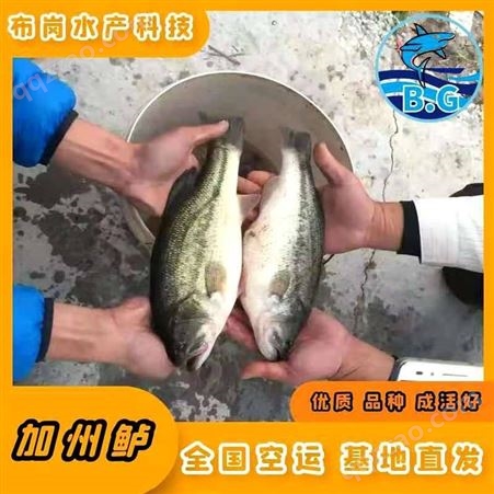 广西桂林市七星加州鲈鱼苗孵化鱼苗 鲈鱼苗水花批发 亚路里鲈鱼苗供应