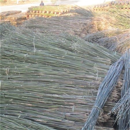 大量供应2米5米及2米7豆架竹竿