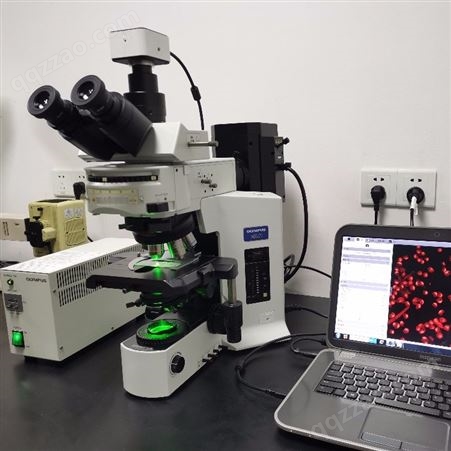 OLYMPUS/奥林巴斯 BX51正置三色荧光显微镜 奥林巴斯正置显微镜 光学显微镜