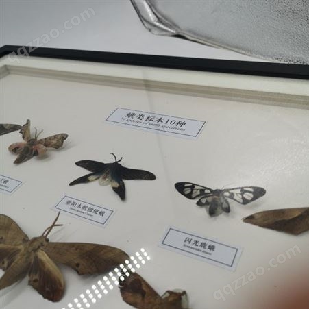 中国名贵蝴蝶，昆虫，蛾类10种.15种.20种.25种等标本